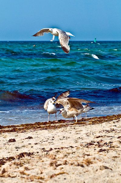 Kreischende Möwen im Ostseebad Warnemünde von Silva Wischeropp