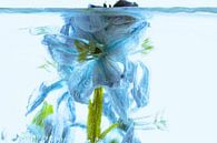 Scilla in ice 1 coloured blue by Marc Heiligenstein thumbnail