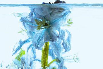 Scilla in ijs 1 gekleurd blauw van Marc Heiligenstein