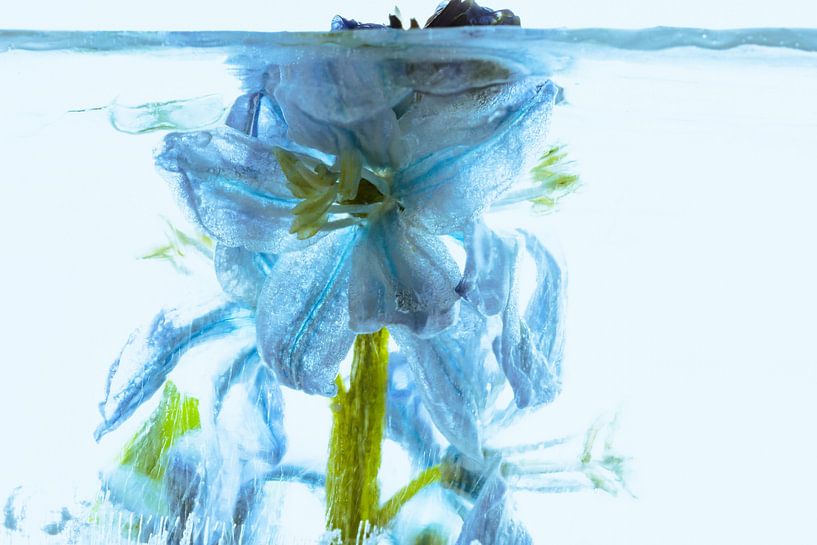 Scilla in ice 1 coloured blue by Marc Heiligenstein