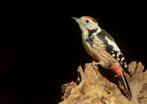Middelste bonte specht op een boomstronk.