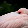 Flamingo by Anne Seltmann