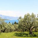 De olijfgaard met uitzicht op de Ionische zee van Shot it fotografie thumbnail