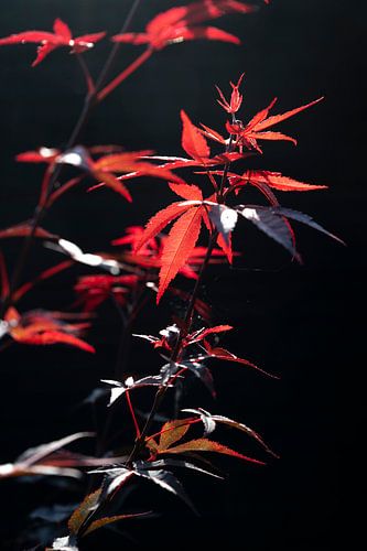 Impression d'art sur l'érable japonais rouge - photographie de nature et de voyage