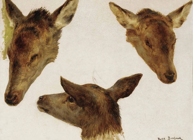 Study Of Deer Heads, Rosa Bonheur by Masterful Masters