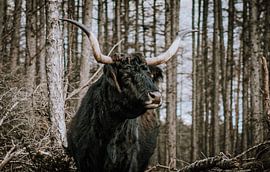 Schottisches Hochlandrind Longhorn in der freien Natur Senne von Helena Schröder