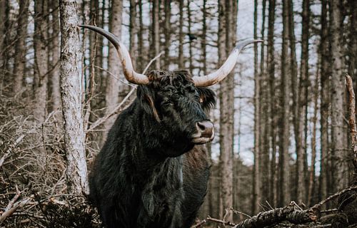 Schottisches Hochlandrind Longhorn in der freien Natur Senne