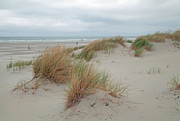 Paysage de dunes à Terschelling