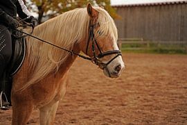 Photoshooting with light brown Haflinger with beige mane