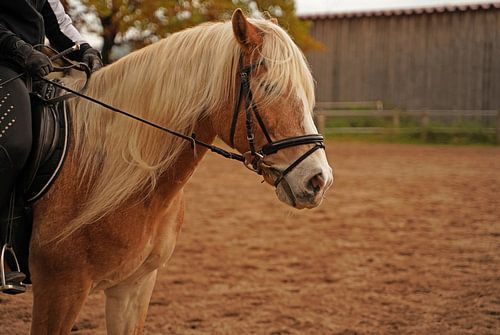 Fotoshoot met lichtbruine Haflinger met beige manen