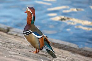 Mandarinente 3