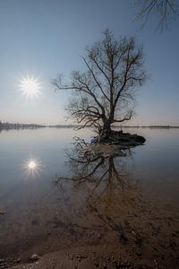 Spiegeling boom von Moetwil en van Dijk - Fotografie