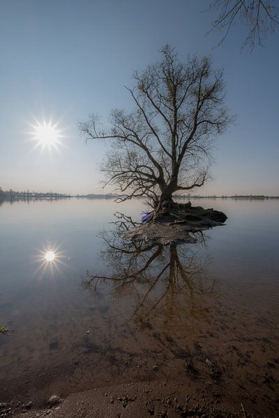 Spiegeling boom by Moetwil en van Dijk - Fotografie