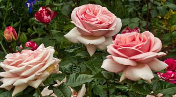 Bloeiende rozen van Carl-Ludwig Principe