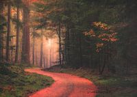 Forest walk in the morning 