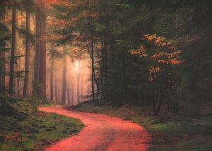 Promenade en forêt le matin 