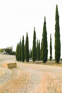 Paysage typique de la Toscane | Italie | Cyprès | Nature | Photographie de voyage sur Mirjam Broekhof