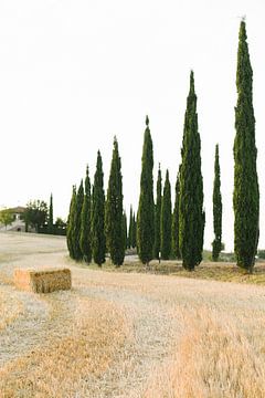 Typisch Toscaans landschap | Italië | Cypresse bomen | Natuur | Reisfotografie