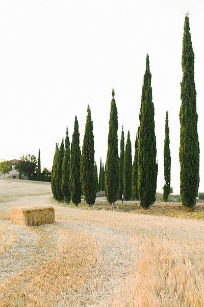 Paysage typique de la Toscane | Italie | Cyprès | Nature | Photographie de voyage par Mirjam Broekhof