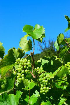 Raisin vert sur vigne sur fond de ciel bleu sur Studio LE-gals