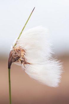 Im Wind tanzend
