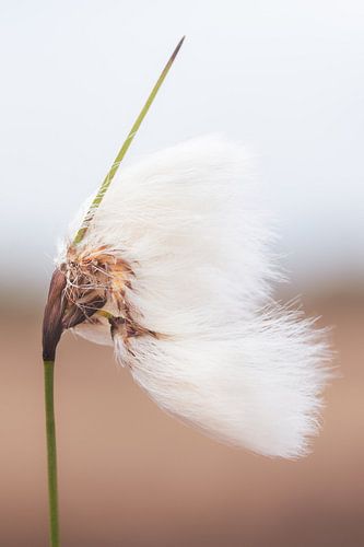 Im Wind tanzend