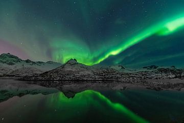 Northern Lights, Aurora Borealis over the Lofoten Islands in Nor by Sjoerd van der Wal Photography