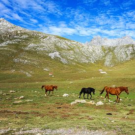Paarden in de Picos de Europa van Jos van den berg
