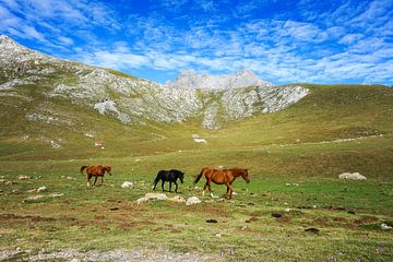 Paarden in de Picos de Europa van Jos van den berg