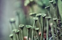 macro: bekermos (cladonia)