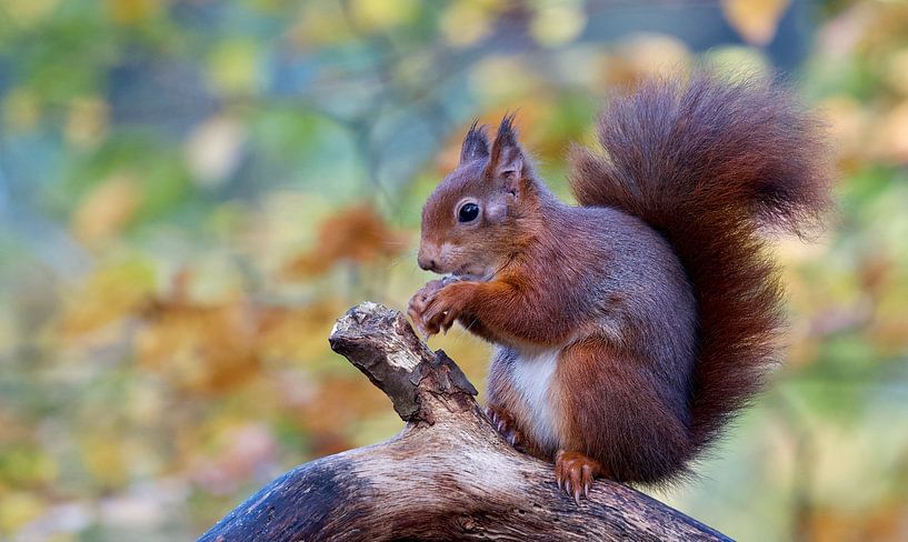 Eichhörnchen von Ronald Kromkamp