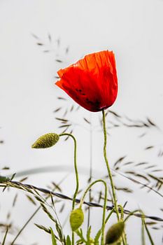 Coquelicot