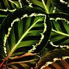 TROPICAL GREEN-GOLD LEAVES-1 by Pia Schneider