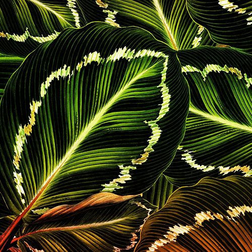 TROPICAL GREEN-GOLD LEAVES-1