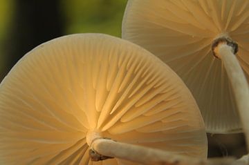 Porseleinzwam, paddenstoel van Paul van Gaalen, natuurfotograaf