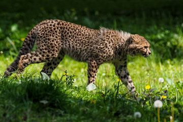 Jachtluipaard of Cheeta : Koninklijke Burgers' Zoo van Loek Lobel