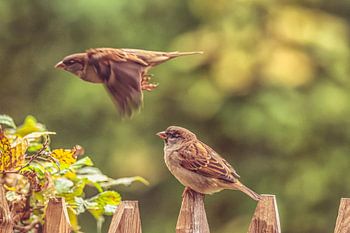 Laagvliegende mus met collega