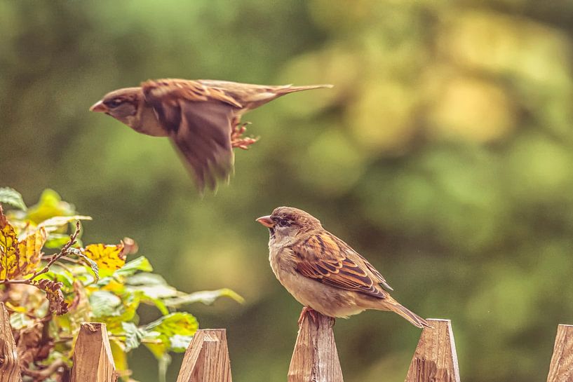 contrôle du trafic aérien de sparrows par okkofoto