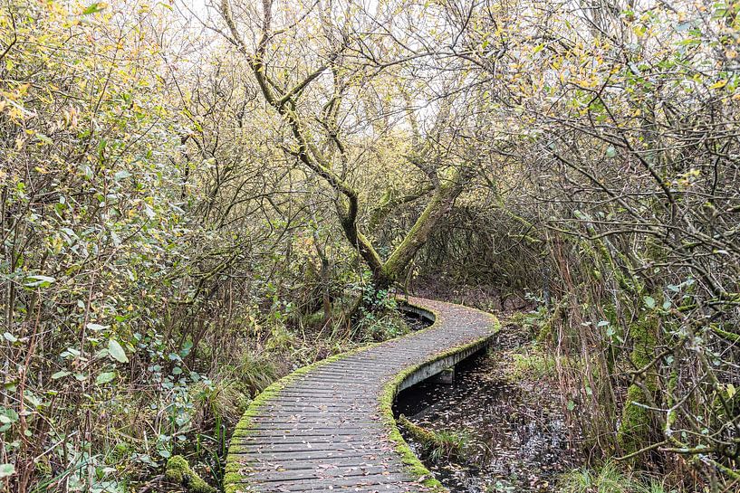 Herfst in natuurgebied De Moerputten bij Den Bosch van Photolovers reisfotografie