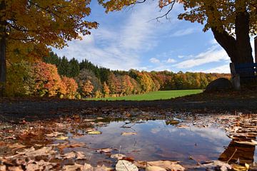 A maple plantation in autumn by Claude Laprise