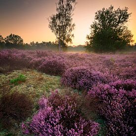 Blühende Heide im Morgenlicht von Coen Janse