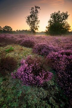 Blooming heather in morning light by Coen Janse