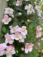 Fleurs roses