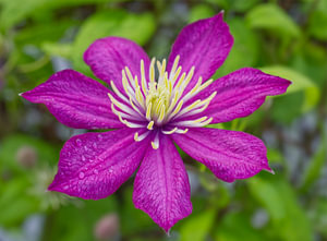 Dunkelrosa Clematisblüte