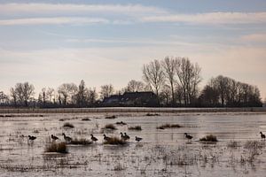 Des canards se dandinent sur la glace