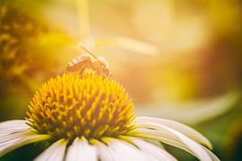 Zomer by Boris Van Berkel