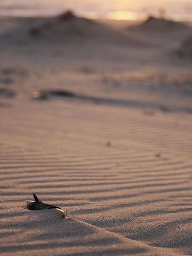Une brindille dans les crêtes de la plage sur Astrid Brouwers