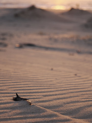 Een takje in de ribbels van het strand