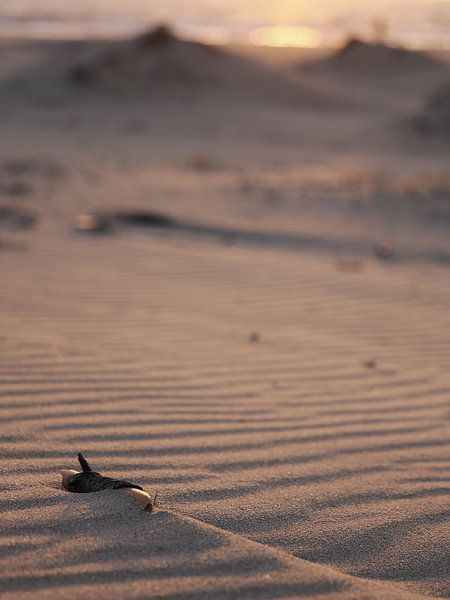 Writings in the sand on the beach of Texel by Astrid Brouwers