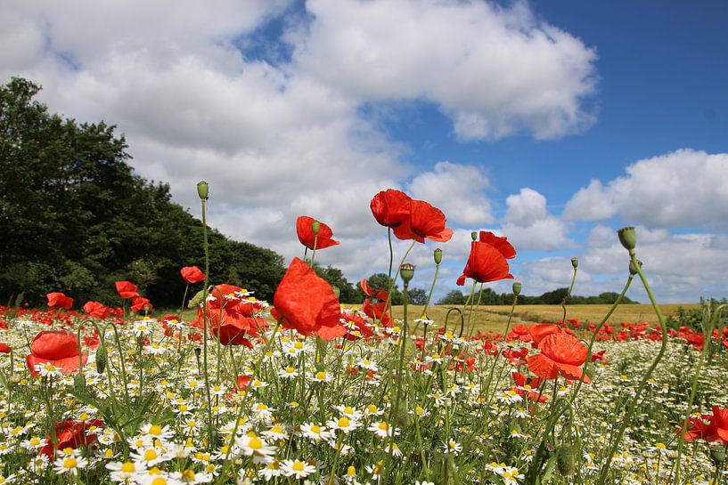 Mohn 2017 van Ostsee Bilder